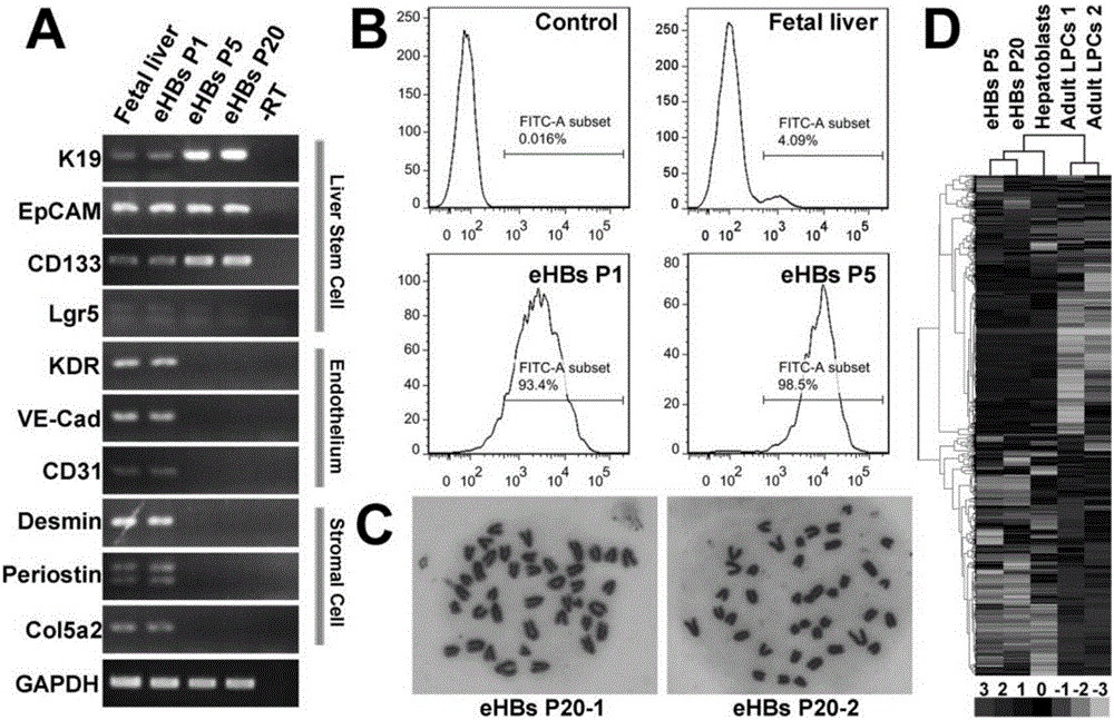 Directional differentiation system and method for liver stem cells