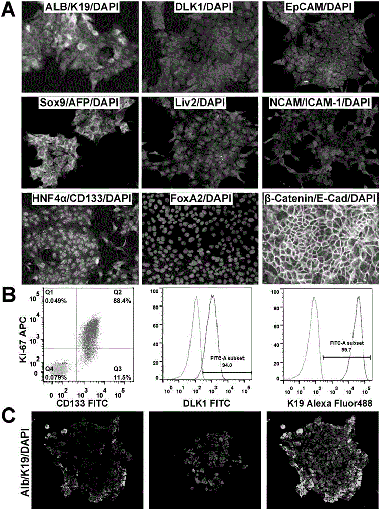 Directional differentiation system and method for liver stem cells