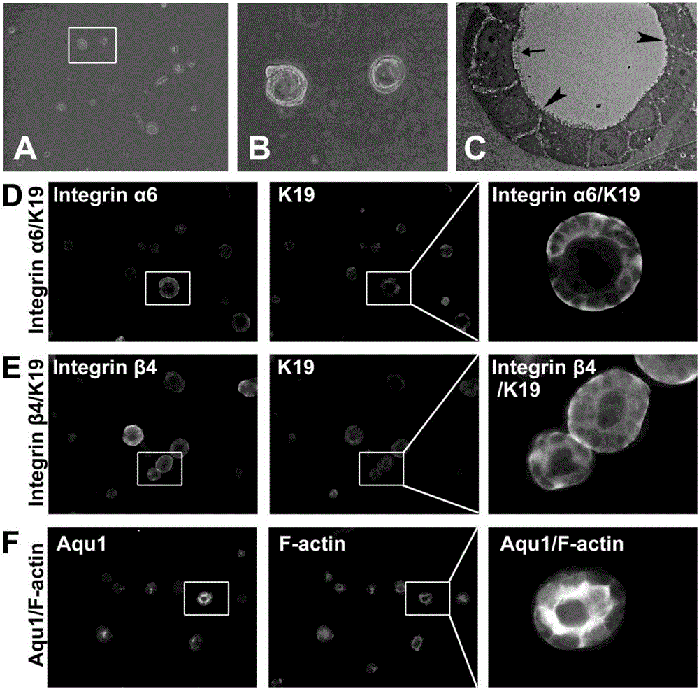 Directional differentiation system and method for liver stem cells