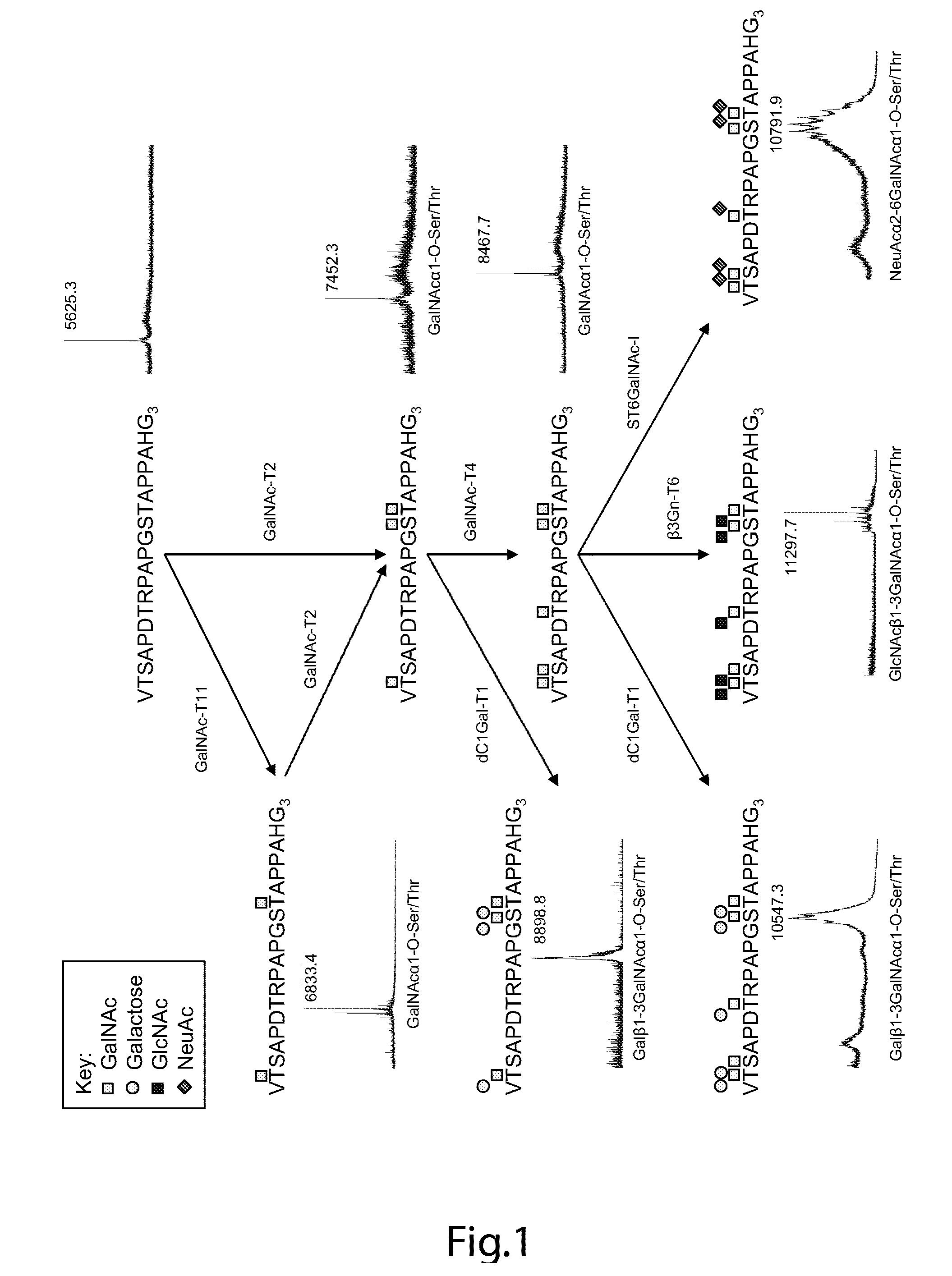 Generation of a cancer-specific immune response toward MUC1 and cancer specific MUC1 antibodies