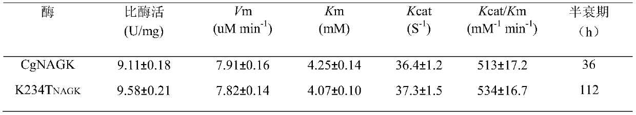 An N-acetylglutamate kinase mutant with significantly improved thermostability