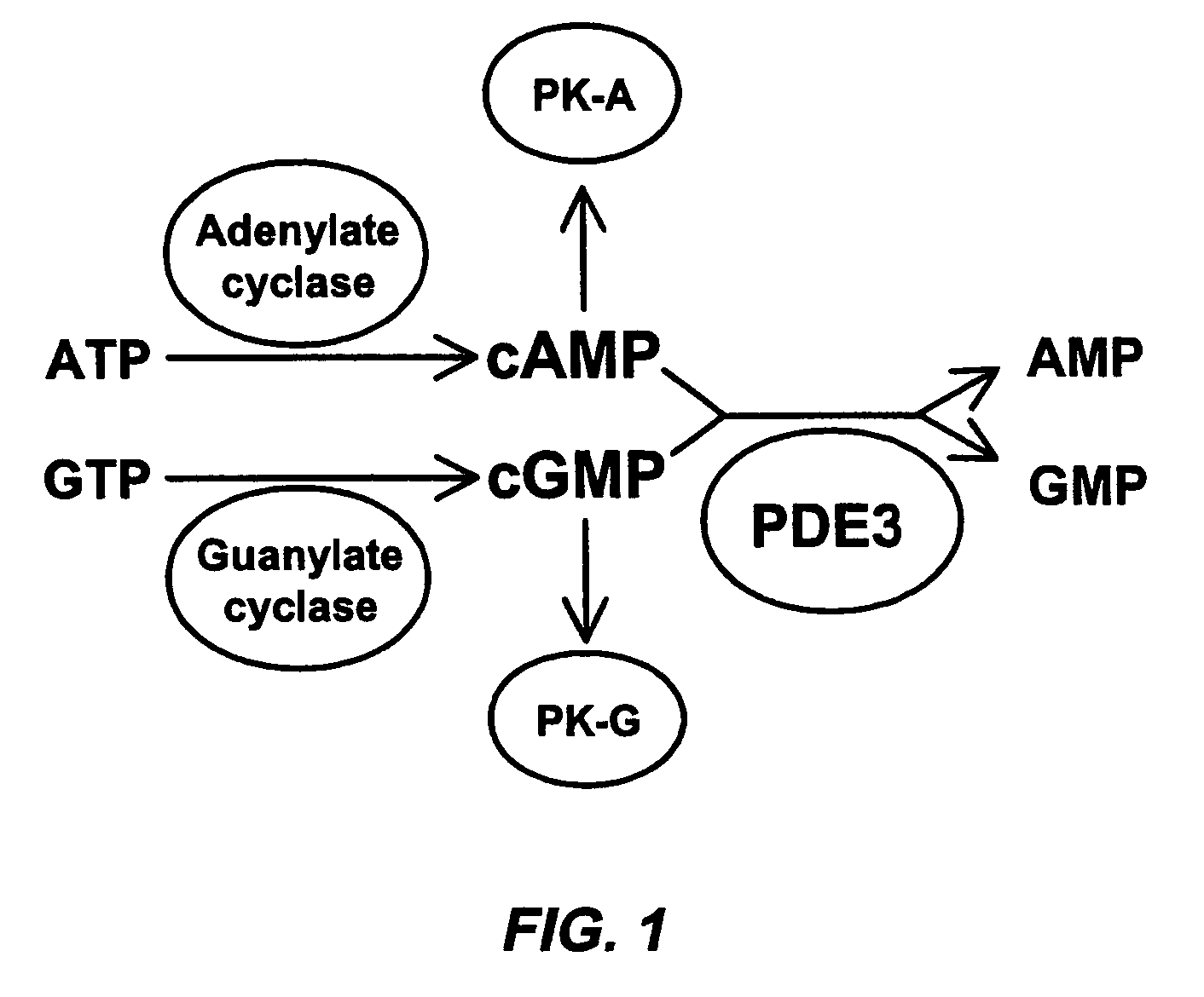 Isoform-selective inhibitors and activators of PDE3 cyclic nucleotide phosphodiesterases