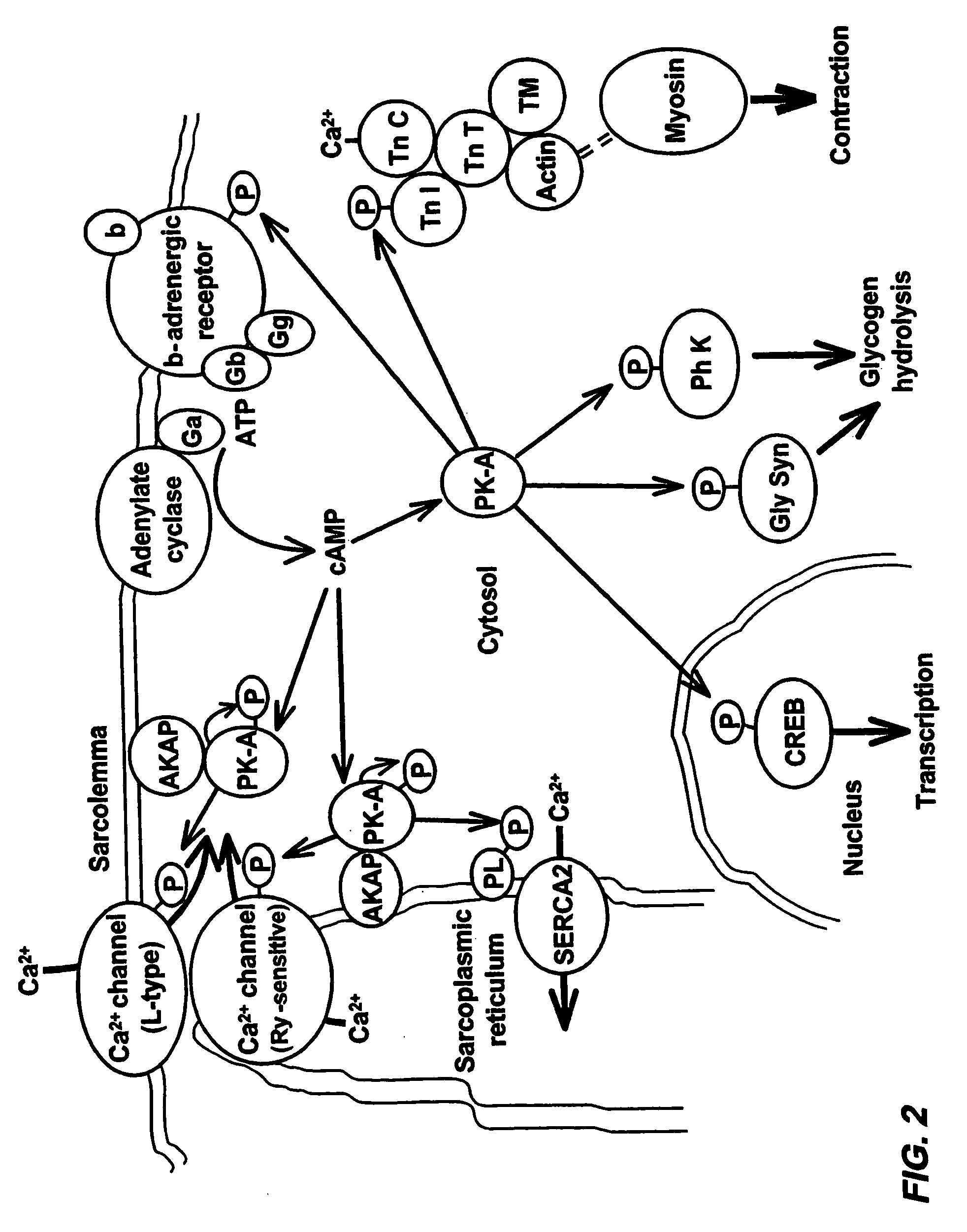 Isoform-selective inhibitors and activators of PDE3 cyclic nucleotide phosphodiesterases