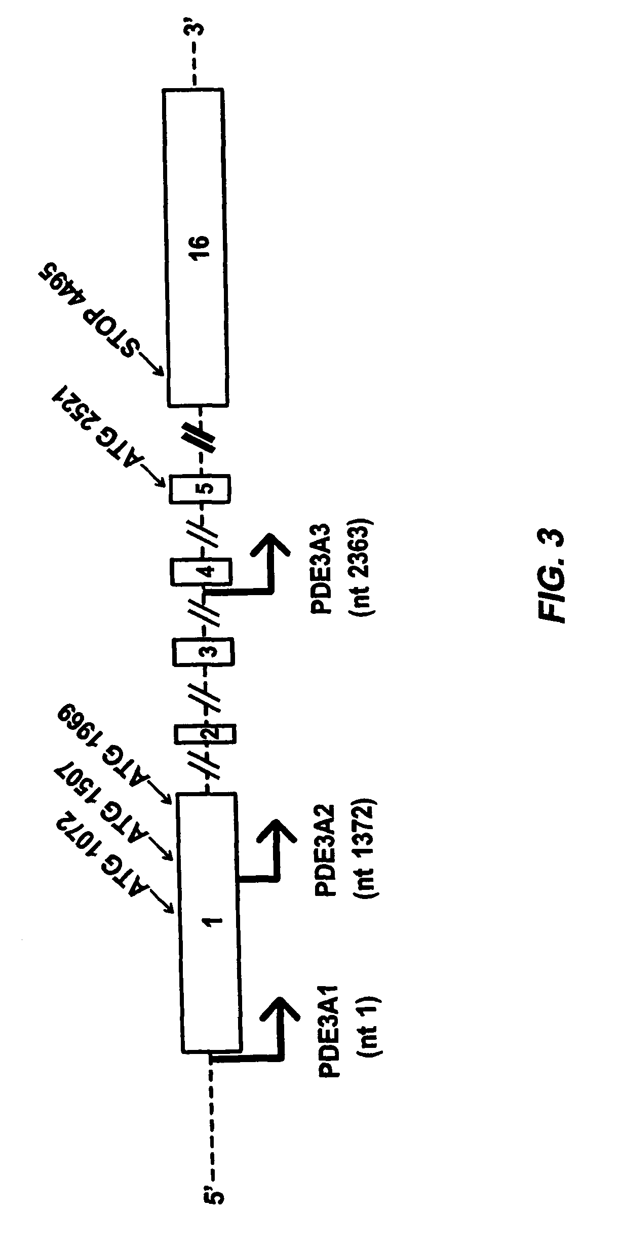 Isoform-selective inhibitors and activators of PDE3 cyclic nucleotide phosphodiesterases