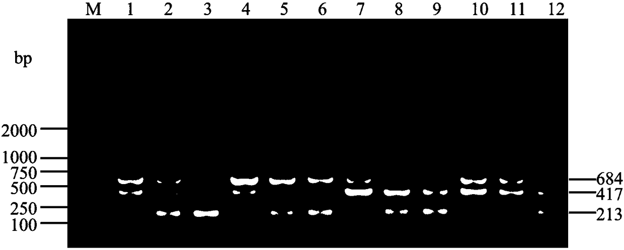 Primer set, reagent kit and method for detecting canine distemper viruses, canine parvoviruses and canine coronaviruses