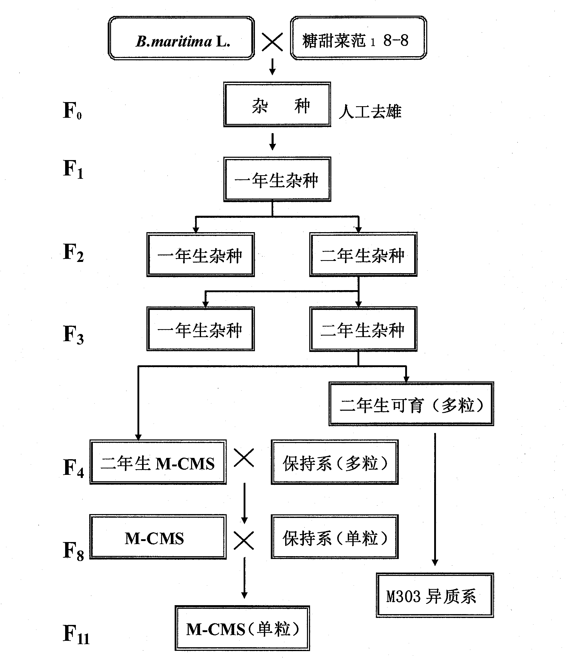 Creation of beet novel cytoplasmic male sterile (M-CMS) line