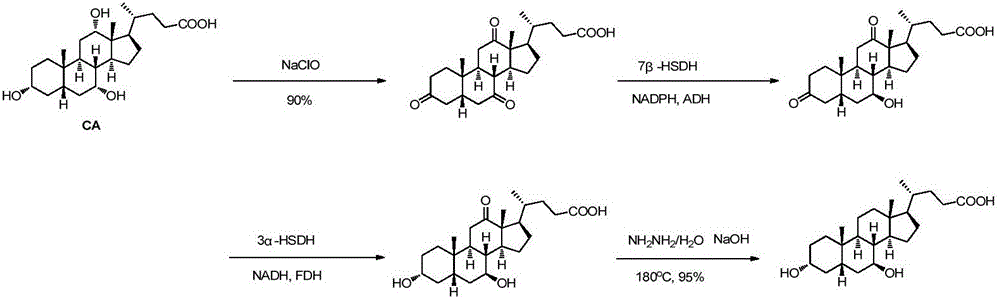 Chemical-enzymatic preparation of UDCA