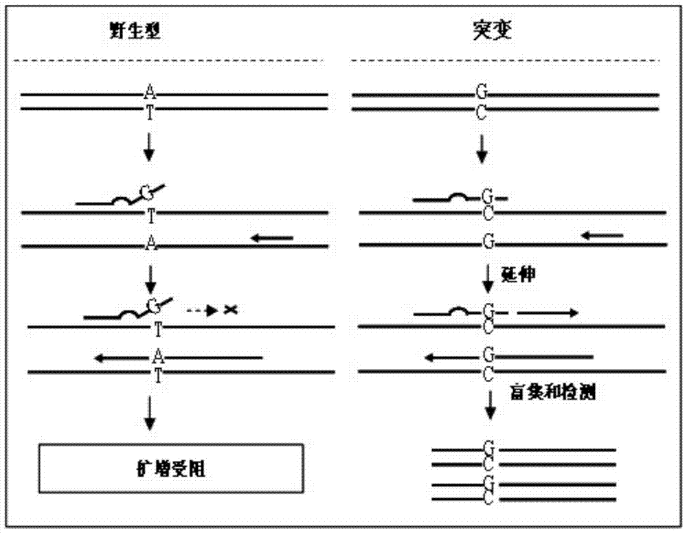 Gene mutation detection primer and application