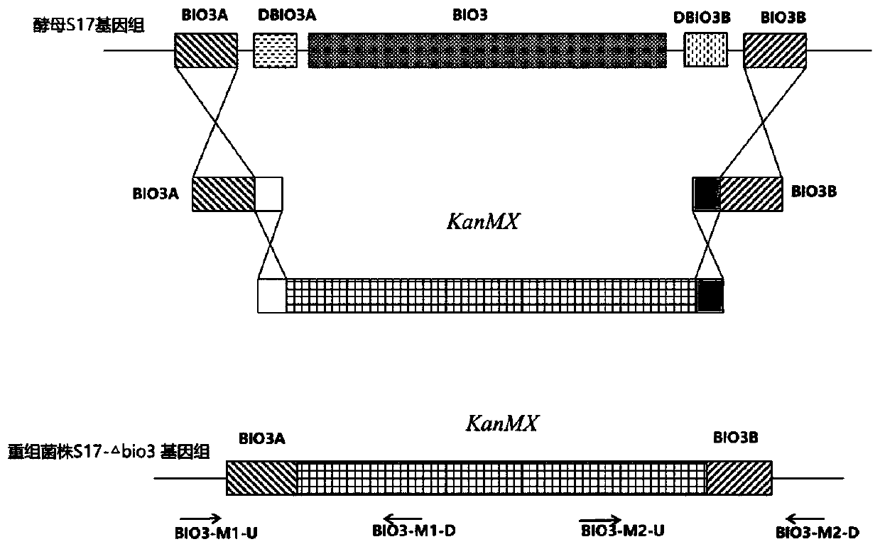 Saccharomyces cerevisiae strain low in higher alcohol yield and building method thereof