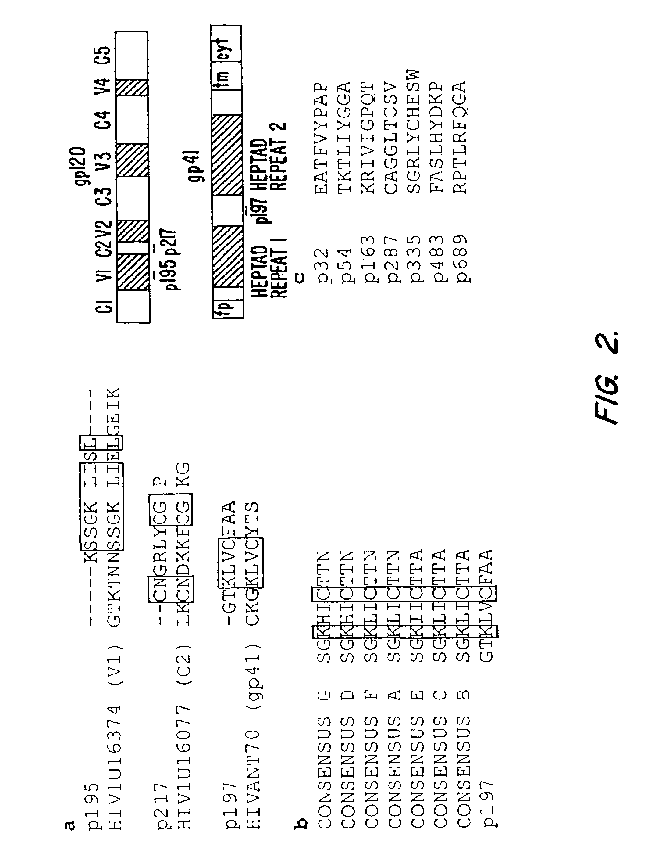 HIV related peptides