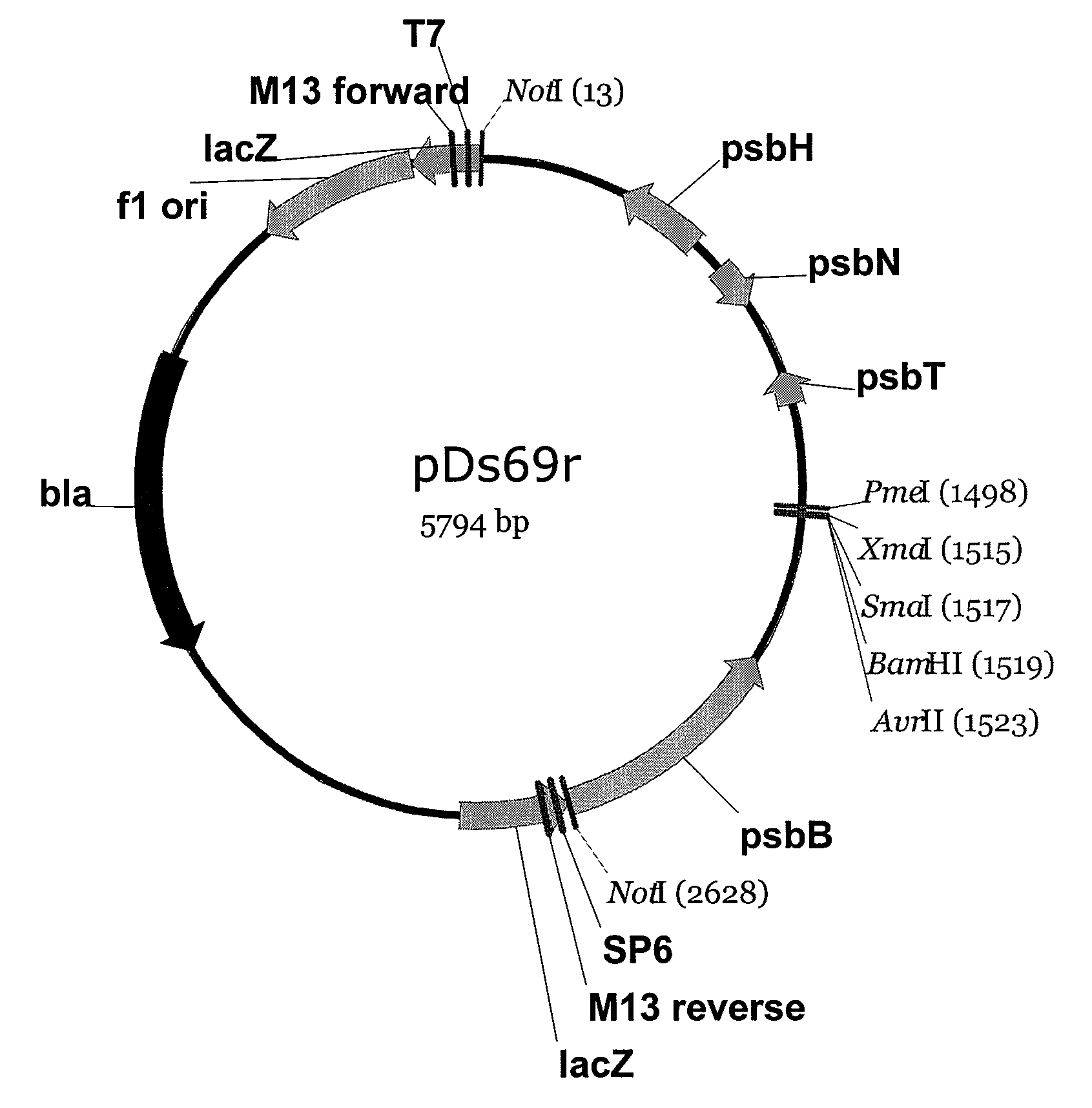 Expression of nucleic acid sequences for production of biofuels and other products in algae and cyanobacteria