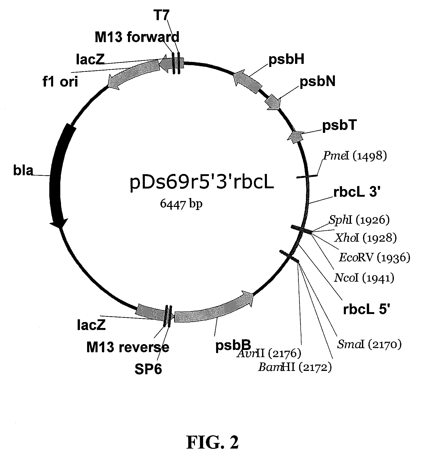 Expression of nucleic acid sequences for production of biofuels and other products in algae and cyanobacteria