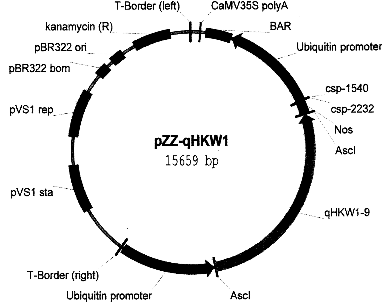 Protein capable of controlling weight of crop seeds and application thereof