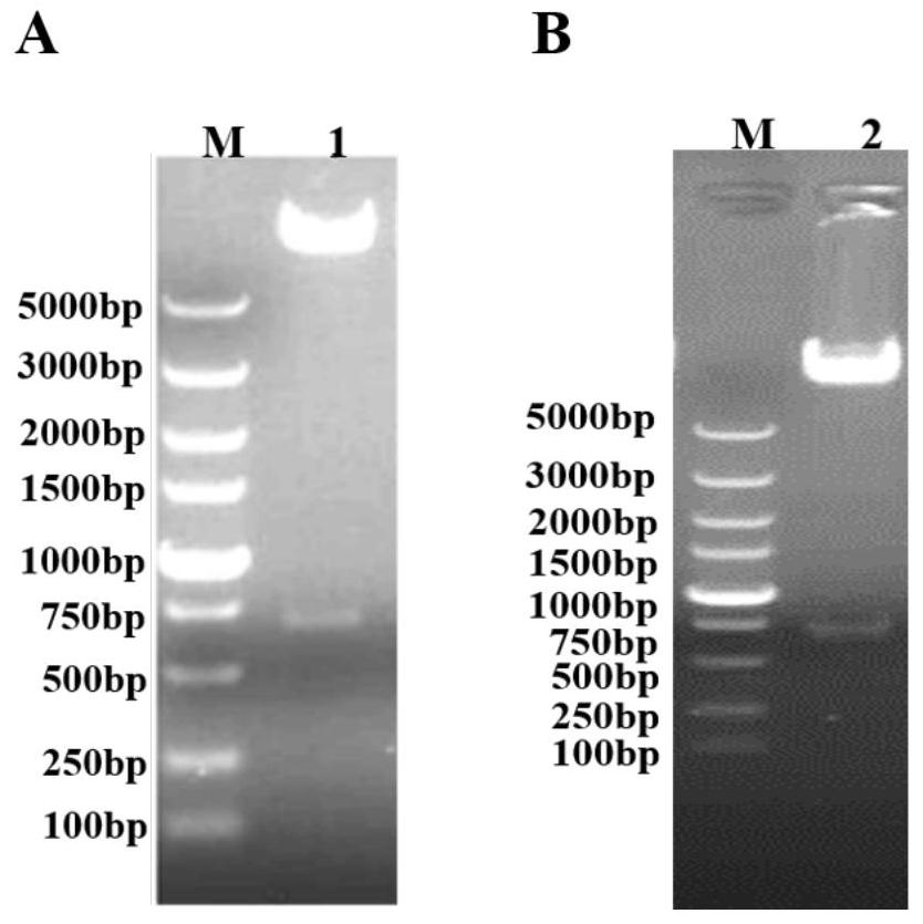 Porcine circovirus type 2d and type 3 cap protein dual subunit vaccine and its preparation method and application