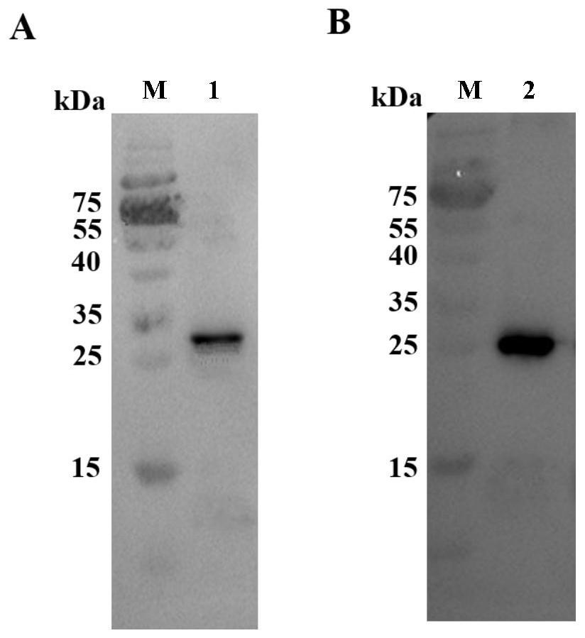 Porcine circovirus type 2d and type 3 cap protein dual subunit vaccine and its preparation method and application