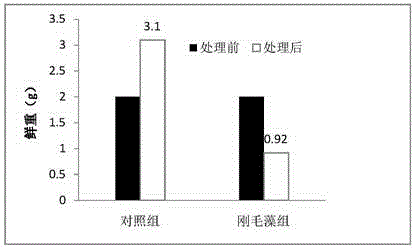 Botanical algaecide for filamentous algae and preparation method of botanical algaecide