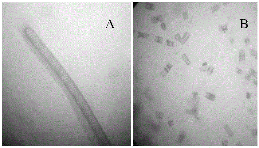 Botanical algaecide for filamentous algae and preparation method of botanical algaecide