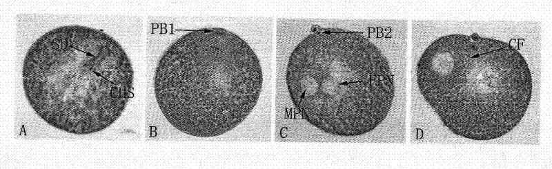 Paraffin wax slicing method of ocean shellfish oocyte