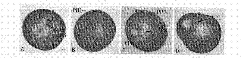 Paraffin wax slicing method of ocean shellfish oocyte