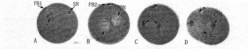 Paraffin wax slicing method of ocean shellfish oocyte