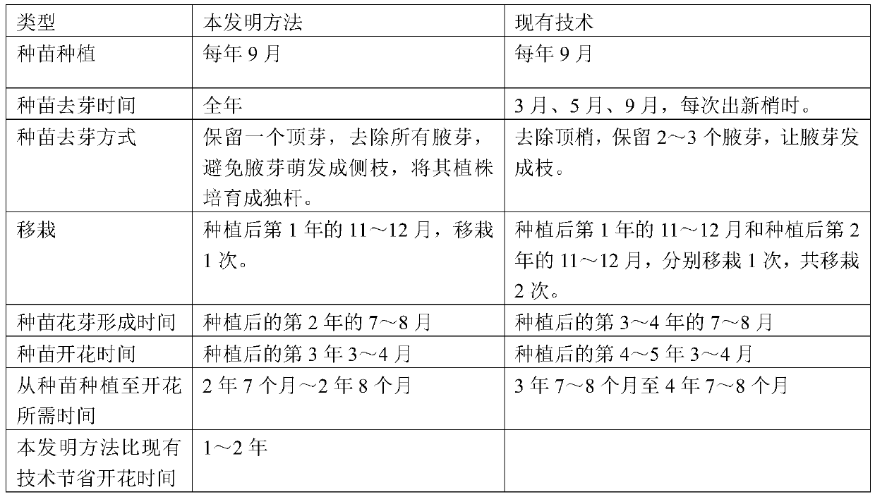 Soilless culture method for promoting rapid flowering of seedlings of alpine rhododendron pink lady