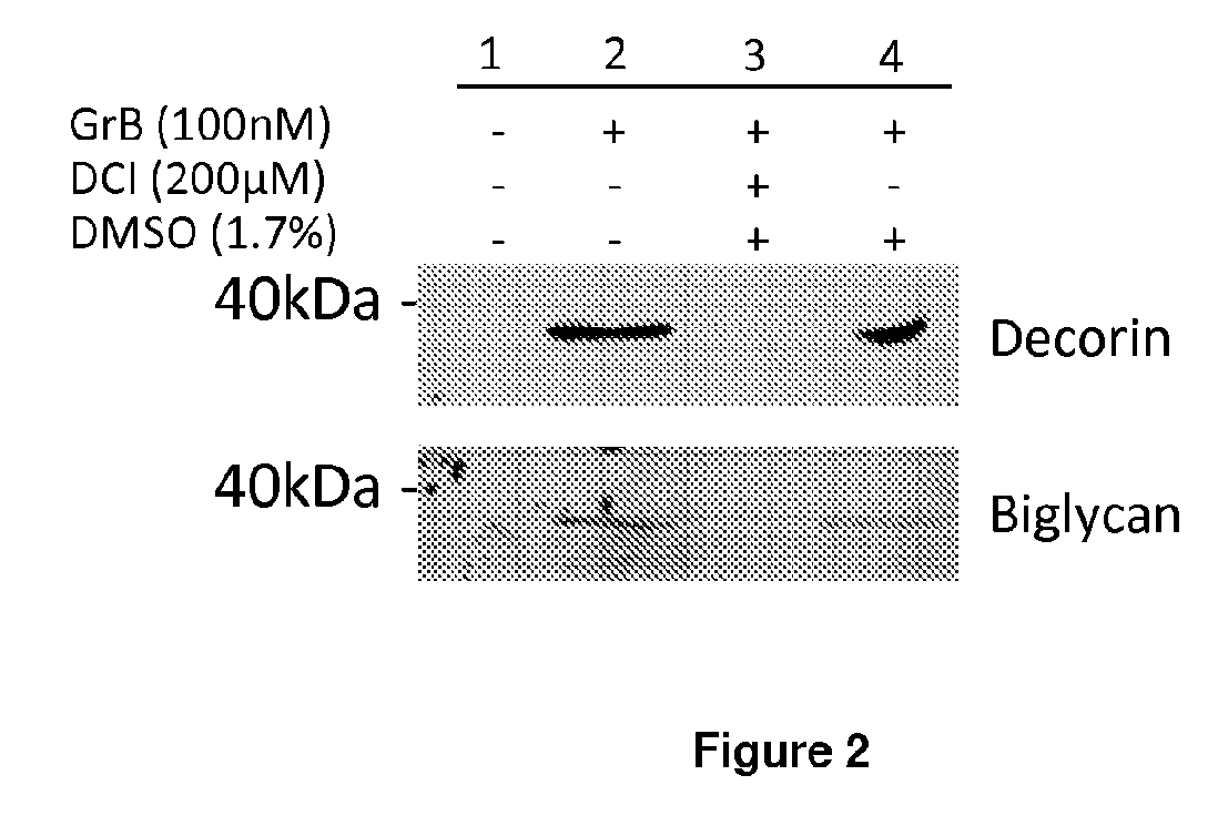 Granzyme b inhibitor compositions, methods and uses for promoting wound healing