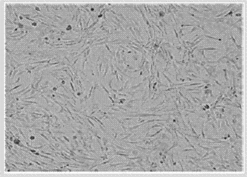 Multi-mode molecular imaging monitoring method of ischemia model