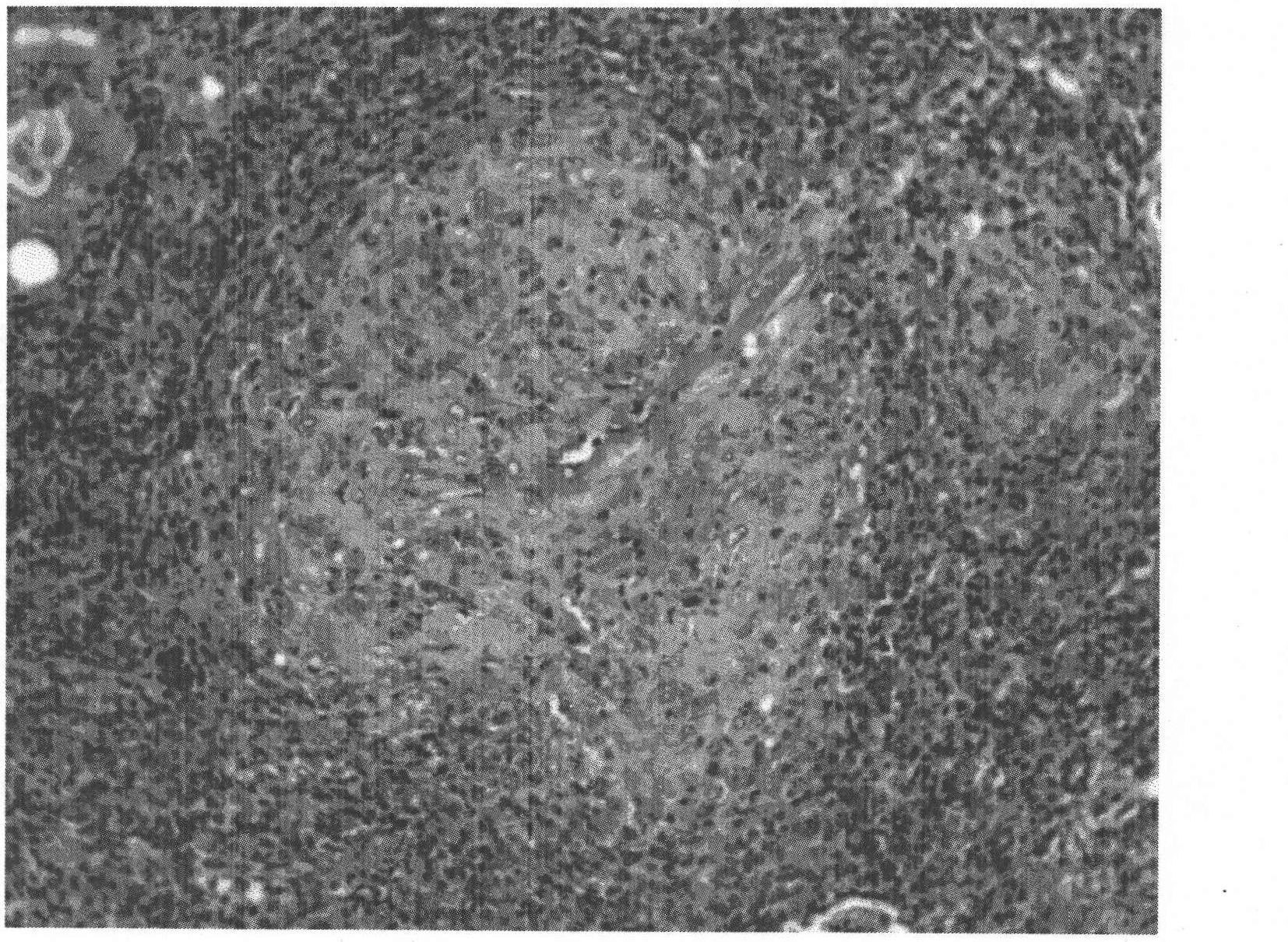 Chinese traditional medicine capsule for treating lupus erythematosus and preparation method thereof