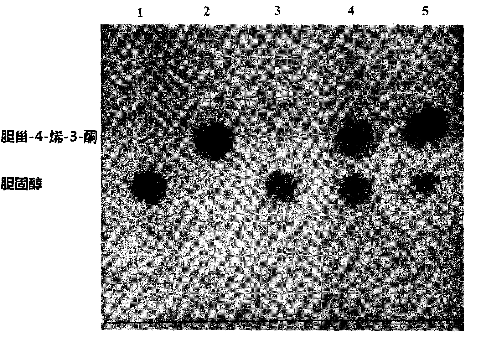 Method for producing cholest-4-en-3-one through whole-cell transformation of cholesterol by using recombinant Bacillus subtilis