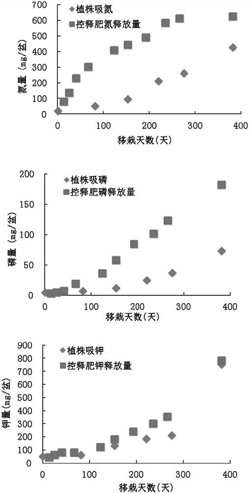 Potted anthurium coated controlled-release fertilizer and preparation method thereof