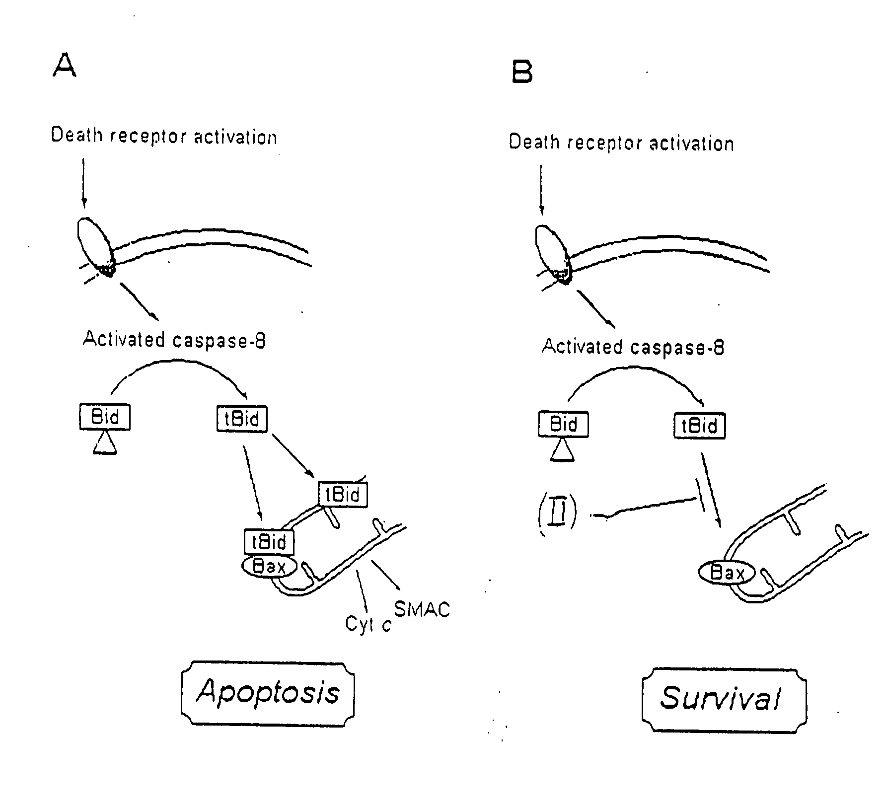 Inhibitionof bid-induced cell-death using small organic moleculeus