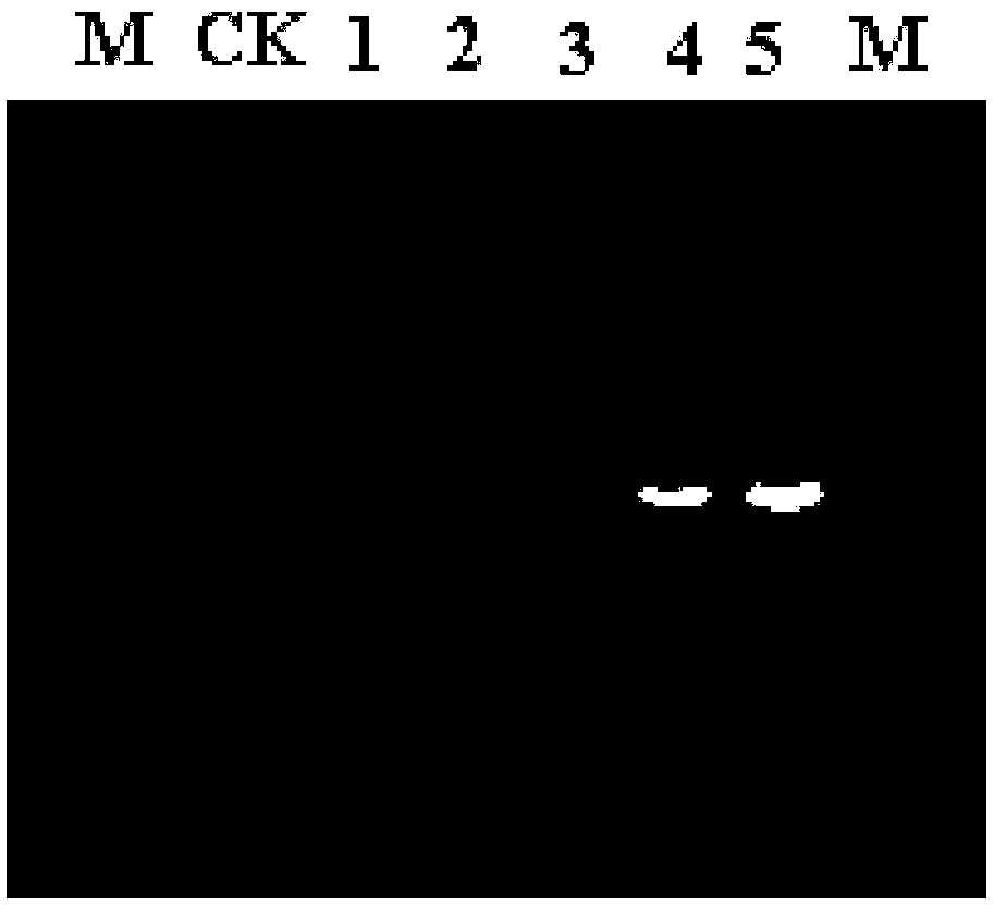 Flos chrysanthemi CmTFL1c gene and application thereof