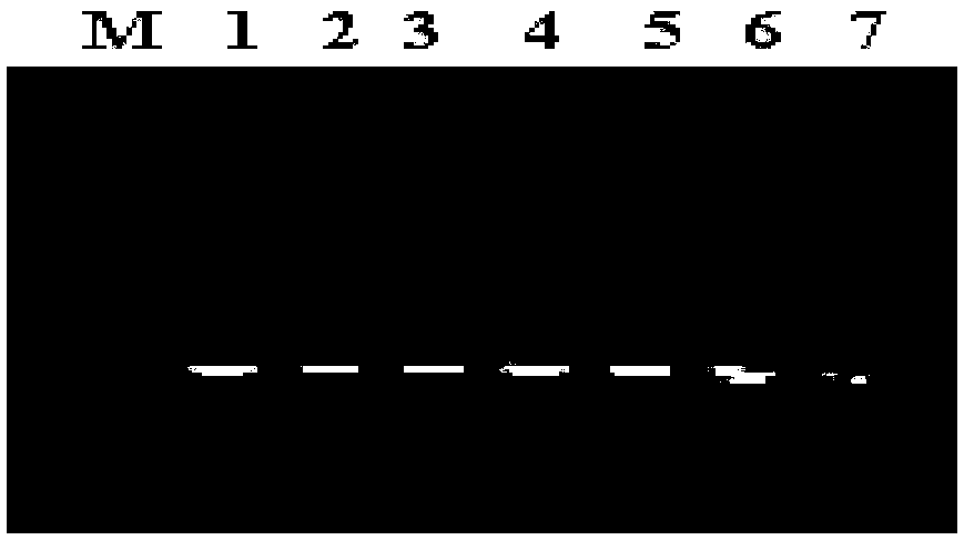 Flos chrysanthemi CmTFL1c gene and application thereof