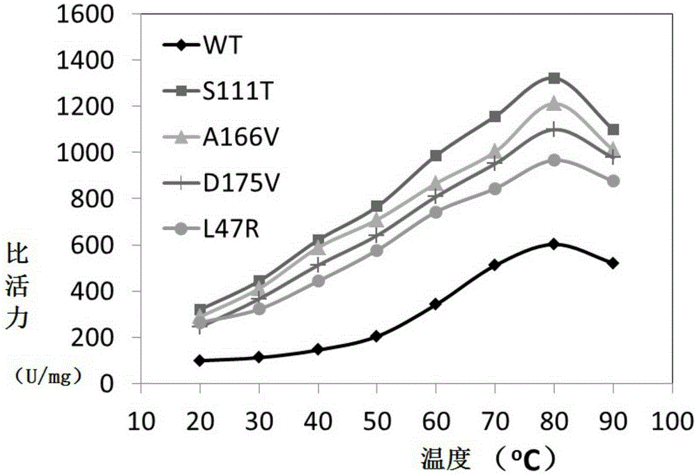 Thermophilic esterase AFEST mutant and screening method and application thereof