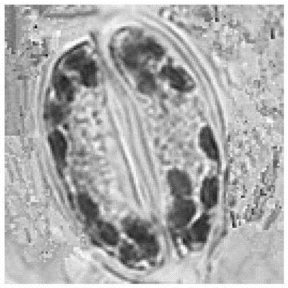 Identification method of interspecific hybrids of Brassica campestris and Brassica napus