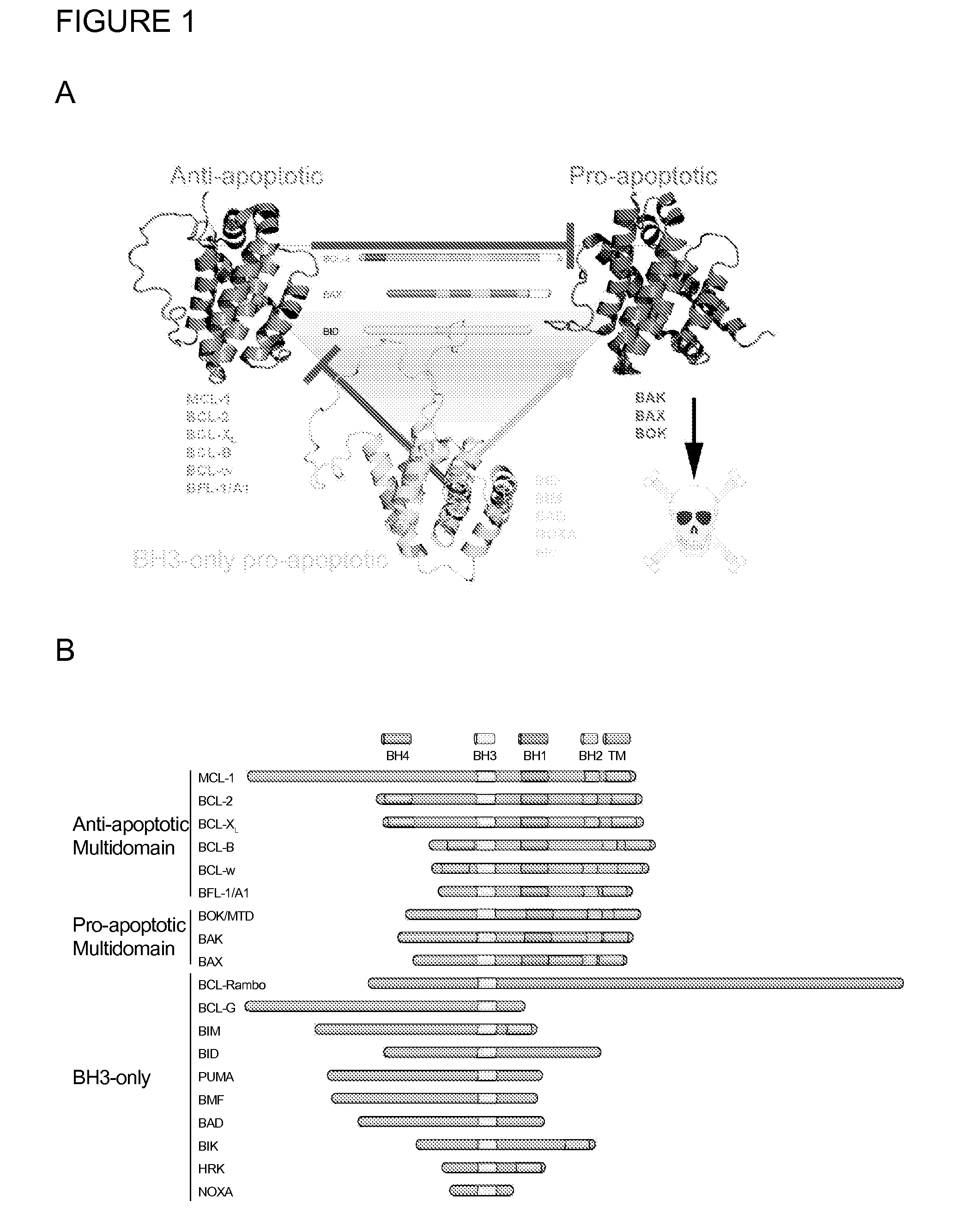 Methods and compositions for specific modulation of mcl-1