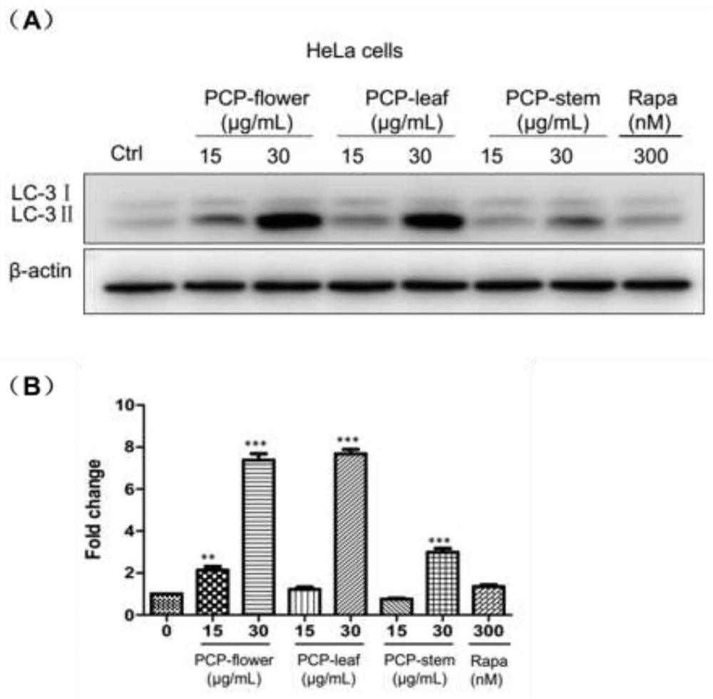 Application of Gansu Huangcao compound in the preparation of medicaments for the treatment of atherosclerosis