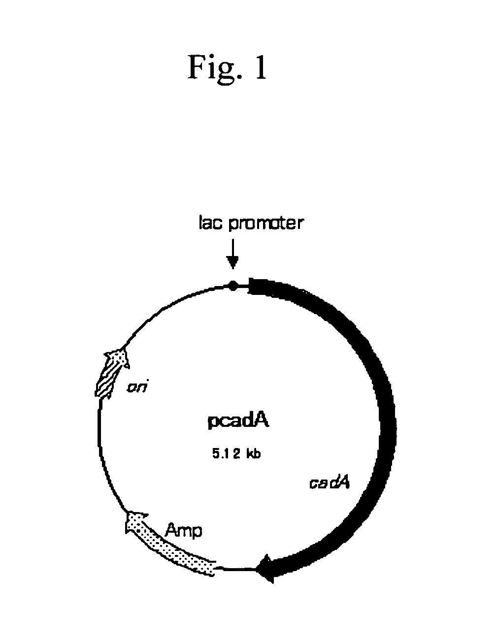 Method for producing cadaverine dicarboxylate