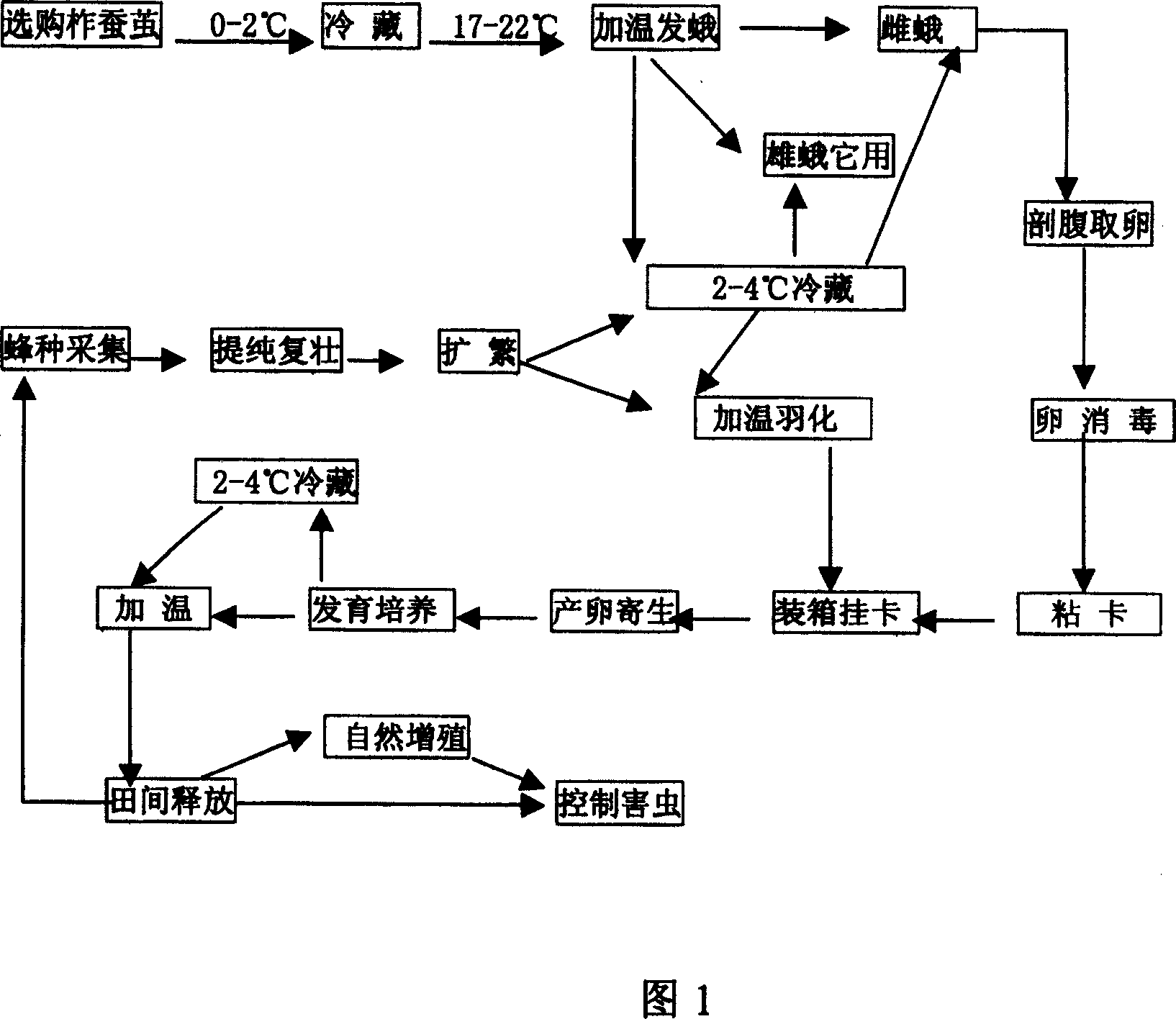 Artificial progagation method for Anastatus spp.