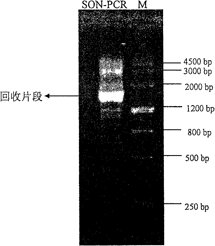 Vegetable starch synthetase genetic promoter and use thereof