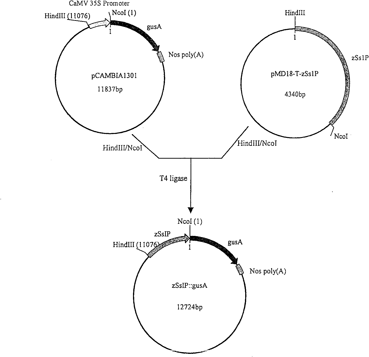 Vegetable starch synthetase genetic promoter and use thereof