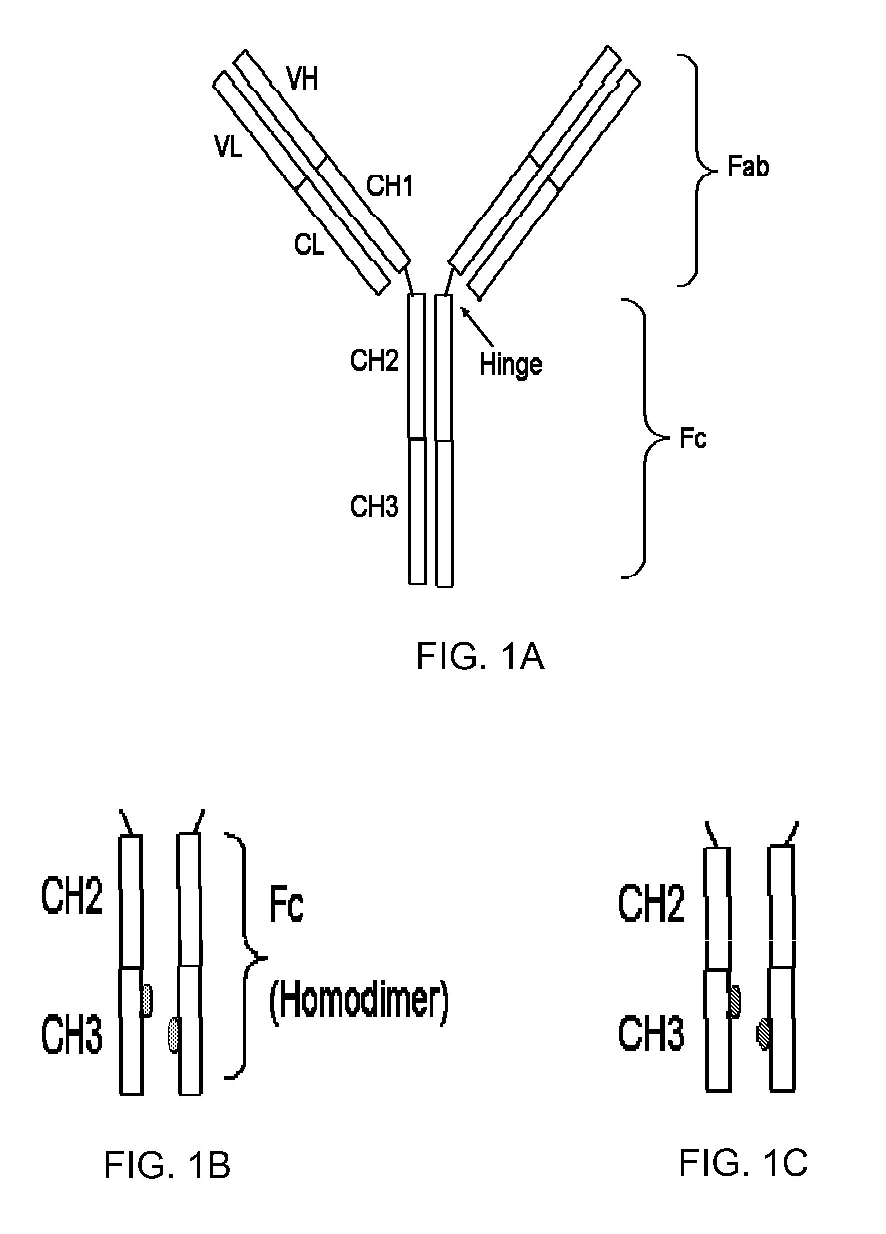 Design of stable and aggregation free antibody fc molecules through ch3 domain interface engineering