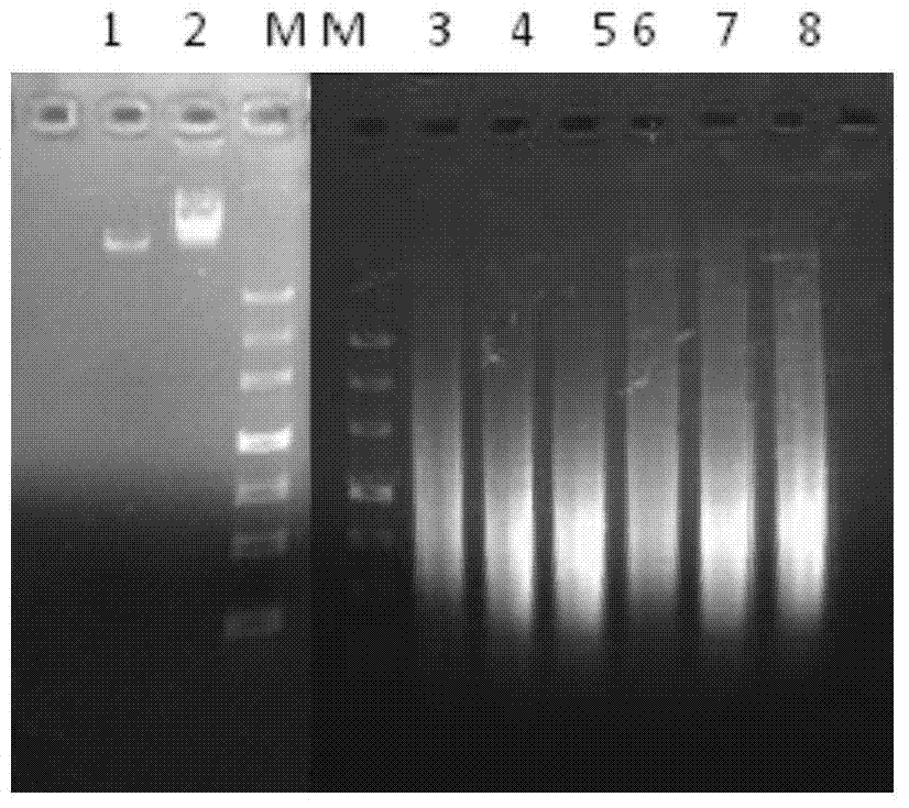 Error-prone whole-genome shuffling approach for Zymomonas mobilis and furfural-tolerant Zymomonas mobilis