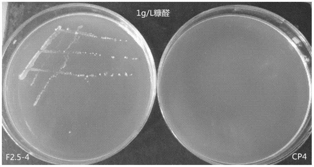 Error-prone whole-genome shuffling approach for Zymomonas mobilis and furfural-tolerant Zymomonas mobilis