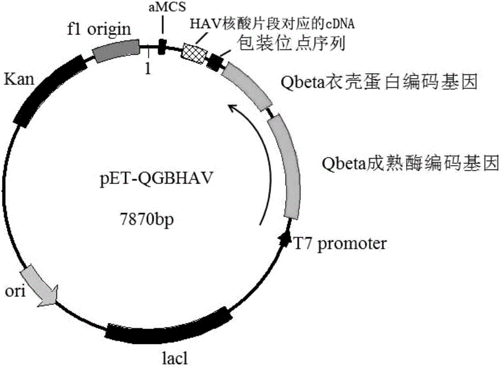 Pseudovirus particle comprising hepatitis-A-virus nucleic acid fragment and preparation method of pseudovirus particle