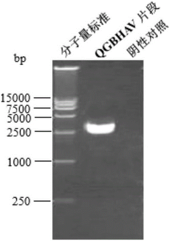 Pseudovirus particle comprising hepatitis-A-virus nucleic acid fragment and preparation method of pseudovirus particle