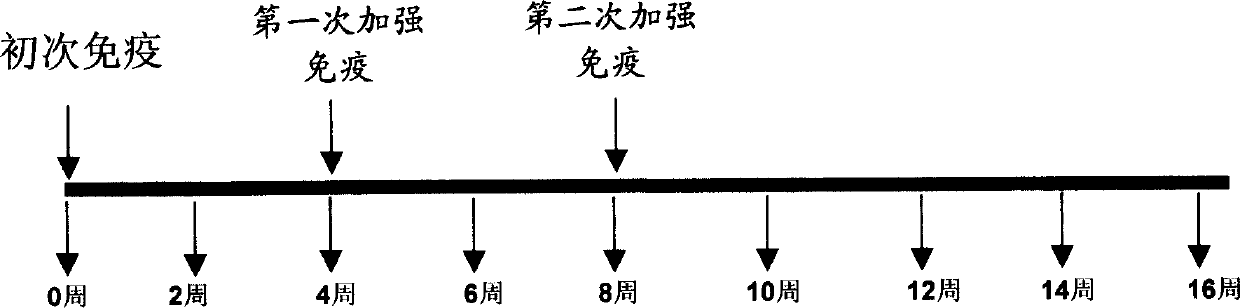 Method for inducing immune response using HBs DNA vaccine inoculated by HBV core protein reinforcing gene gun