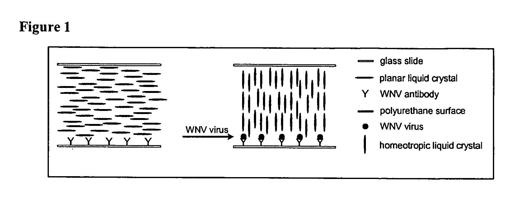 Liquid crystal based analyte detection