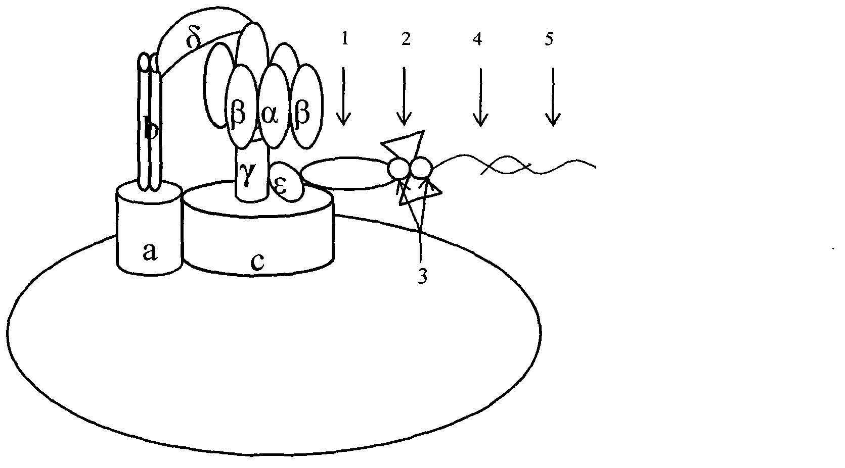 Molecular motor biosensor kit used in vibrio parahaemolyticus molecular typing