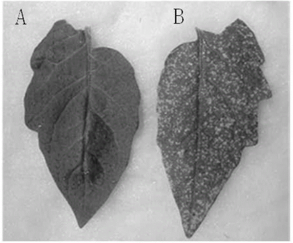 Method for enhancing insect feeding resistance of plants through beta-ocimene